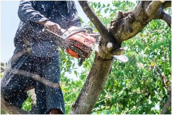 tree services Hales Corners